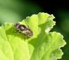 Eristalinus aeneus